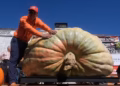 Abóbora gigante de quase 1.500 kg é colhida nos EUA e pode bater recorde mundial